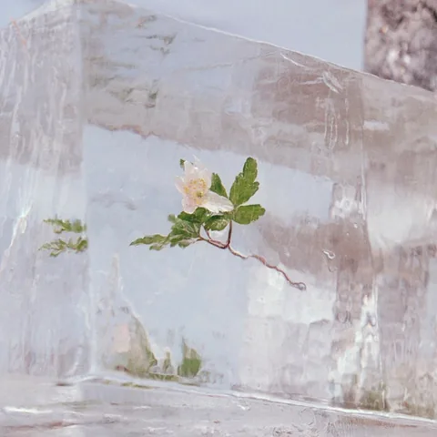 Обложка альбома «Windflowers» — исполнитель EFTERKLANG